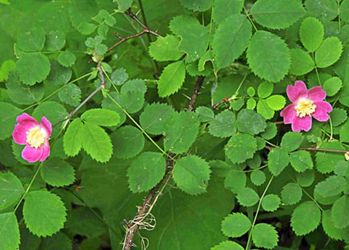 deepwoods flower 15 small graphic